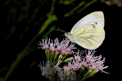 butterfly  summer  insect