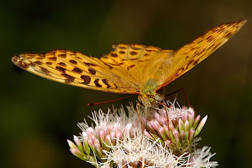 butterfly  summer  close up