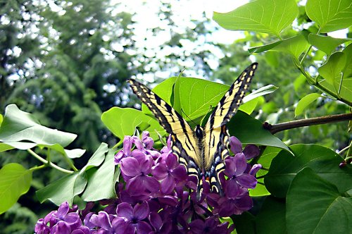 butterfly  nature  insect