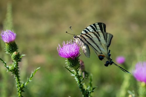 butterfly  flower  wing
