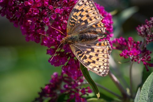 butterfly  fritillary  insect