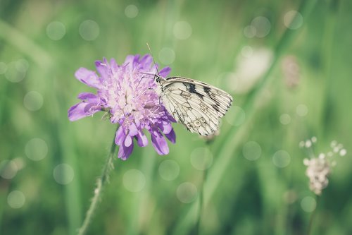 butterfly  flower  blossom