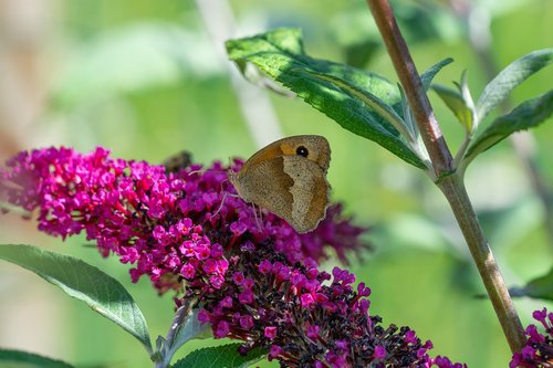 butterfly  satyrinae  butterflies