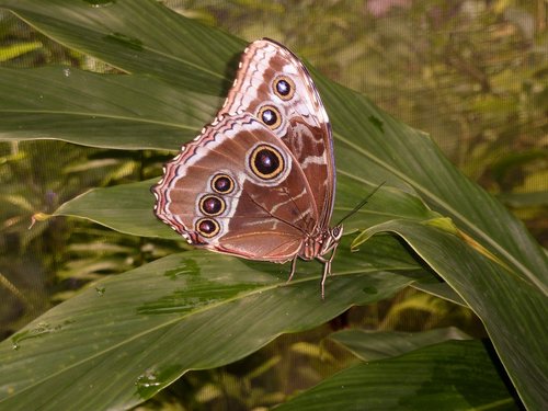 butterfly  aruba  nature