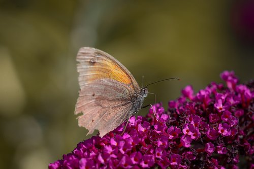 butterfly  lycaon  edelfalter