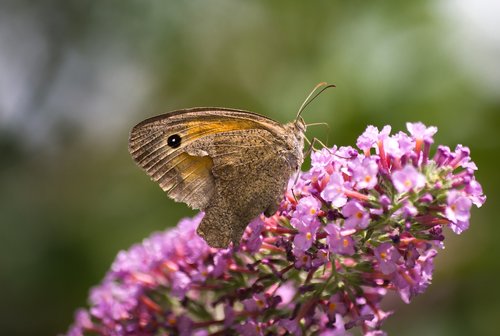 butterfly  blossom  bloom