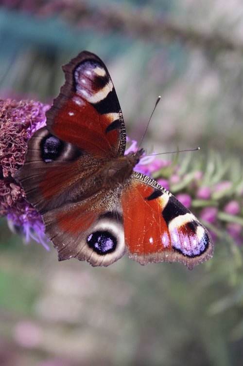 butterfly  insect  wing