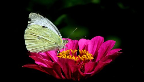 butterfly  bielinek  insect