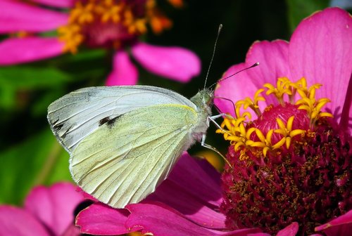 butterfly  insect  flower