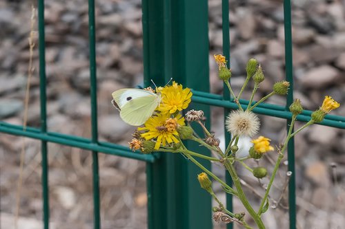 butterfly  fence  flower