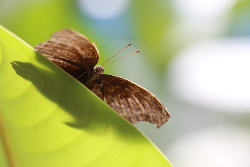 butterfly  leaf  moth