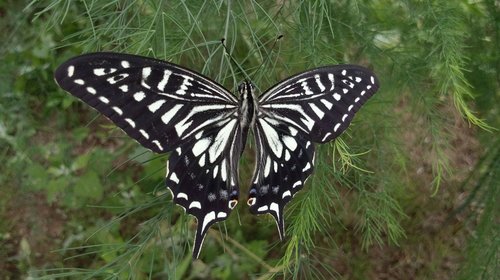 butterfly  insect  natural