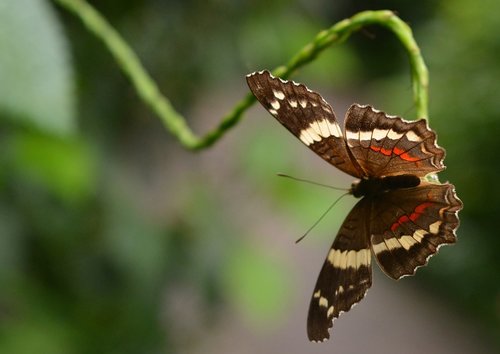 butterfly  nature  insect