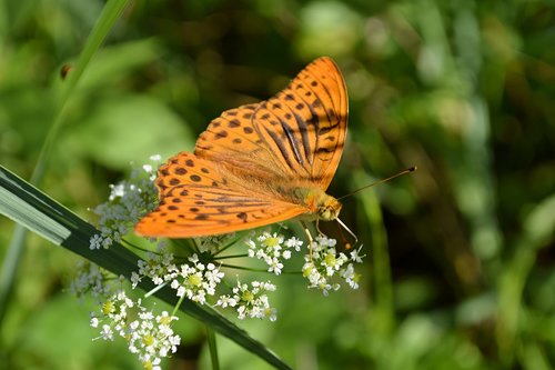 butterfly  meadow  summer