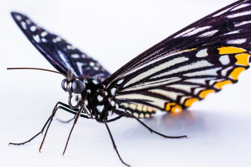 butterfly insect close