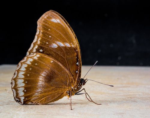 butterfly insect close