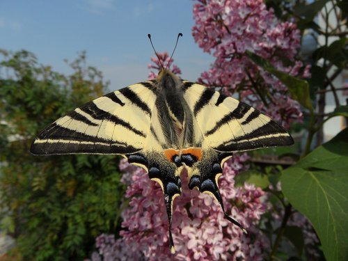 butterfly  garden  close up