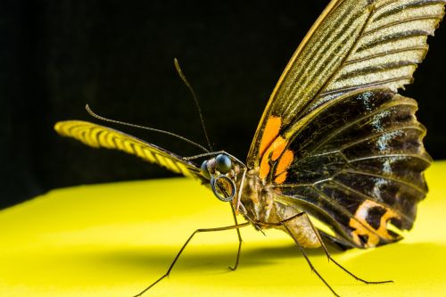 butterfly insect close