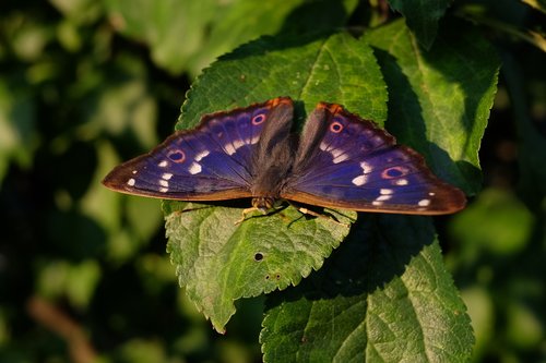 butterfly  insect  nature