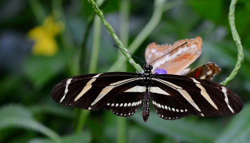 butterfly  blossom  bloom