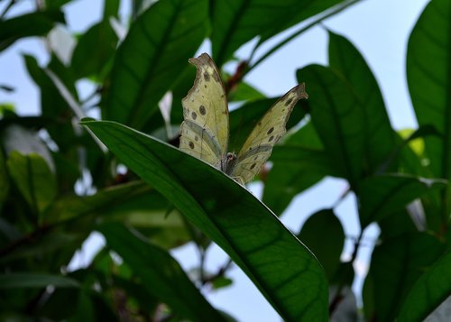 butterfly  butterflies  edelfalter