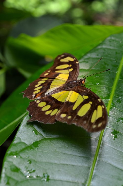 butterfly  butterflies  edelfalter