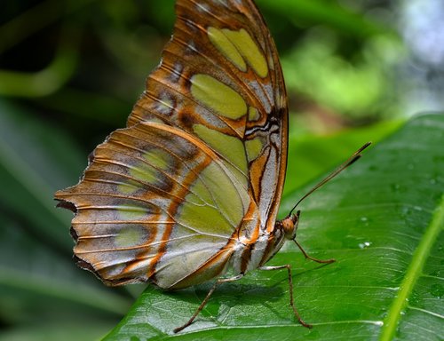 butterfly  butterflies  edelfalter