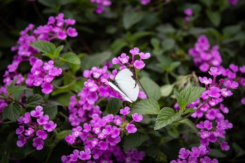 butterfly  white  insects