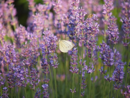 butterfly  lavender  flower