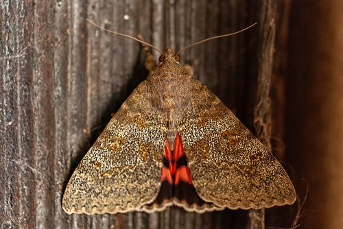 butterfly  macro  close up