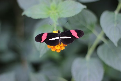 butterfly  leaf  blossom