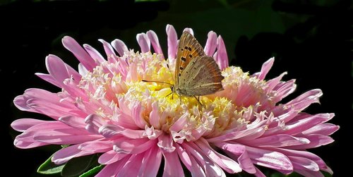 butterfly  insect  flower