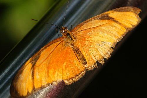 butterfly  summer  outdoor