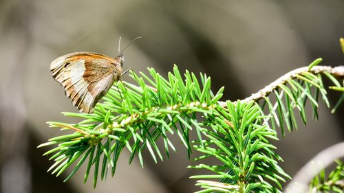 butterfly  pine needles  nature