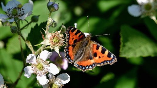 butterfly  british  nature