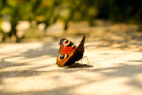 butterfly  summer  insect