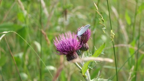 butterfly  flowers  insects