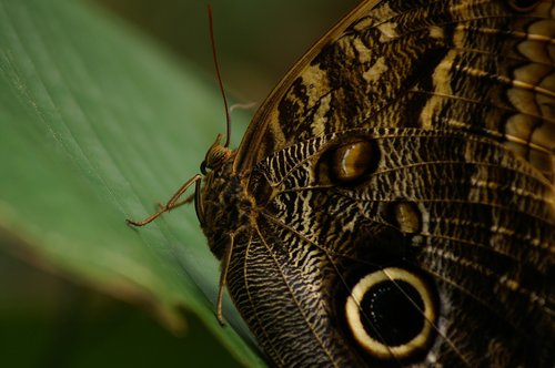 butterfly  nature  big