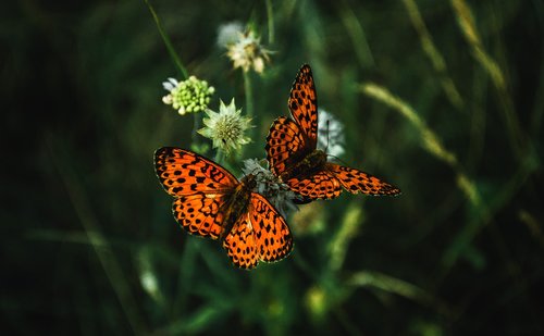 butterfly  butterflies  nature