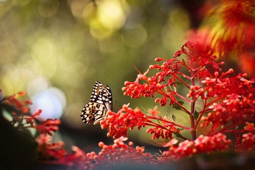 butterfly  red  macro