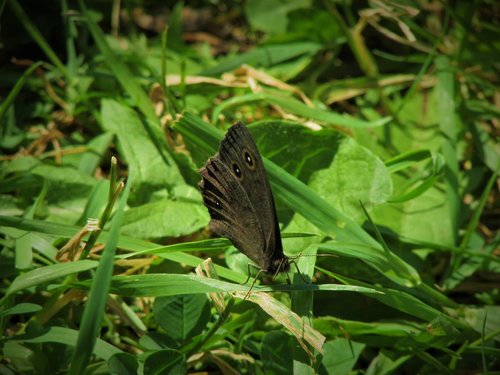 butterfly  wood  nymph