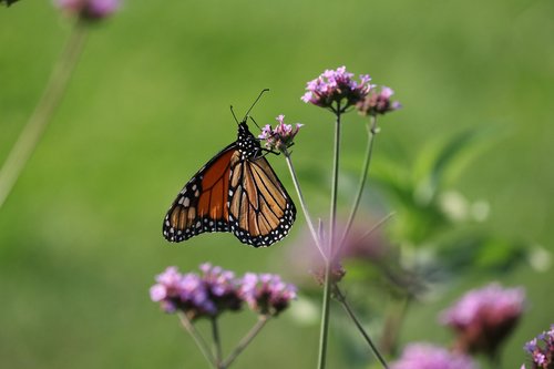 butterfly  insect  wings