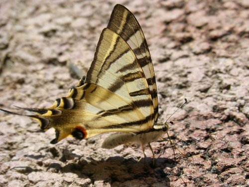 butterfly  machaon  beauty