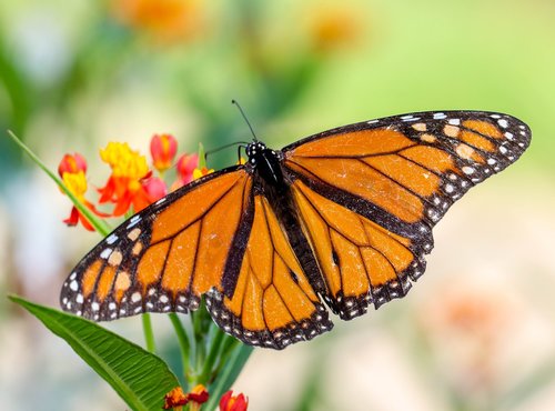 butterfly  insect  nature