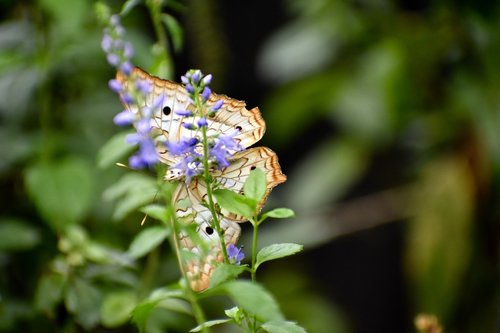 butterfly  flower  insect