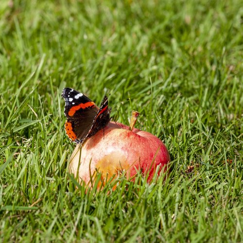 butterfly  summer  nature