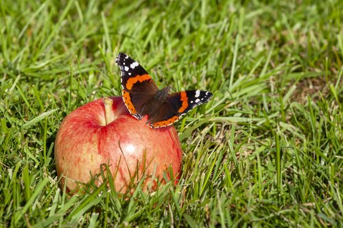 butterfly  summer  nature