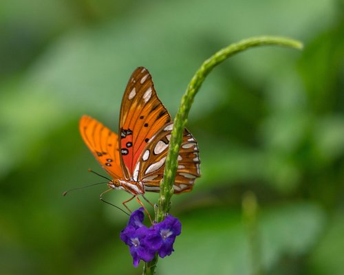 butterfly  fly  conservatory