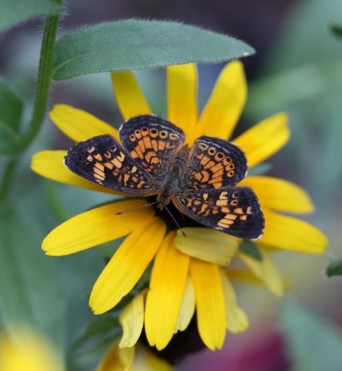 butterfly insects flying insect