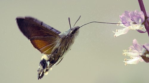 butterfly  macroglossum stellatarum  sphinx hummingbird